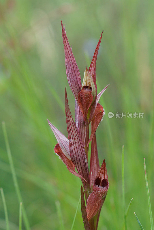 红色长唇舌兰的特写，Serapias vomeracea